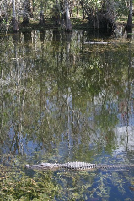 bigcypress