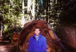 redwoodforest