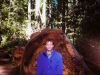 redwoodforest